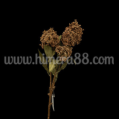 Клон цъфтеж Skimmia Rubell - Brown