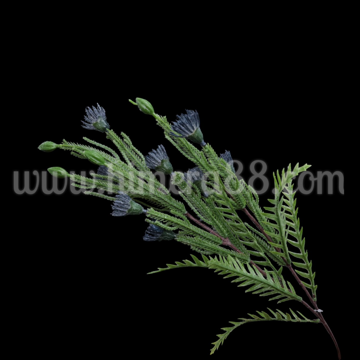 Зелена клонка с цъфтеж Petrophile imbricata Blue - изглед 3