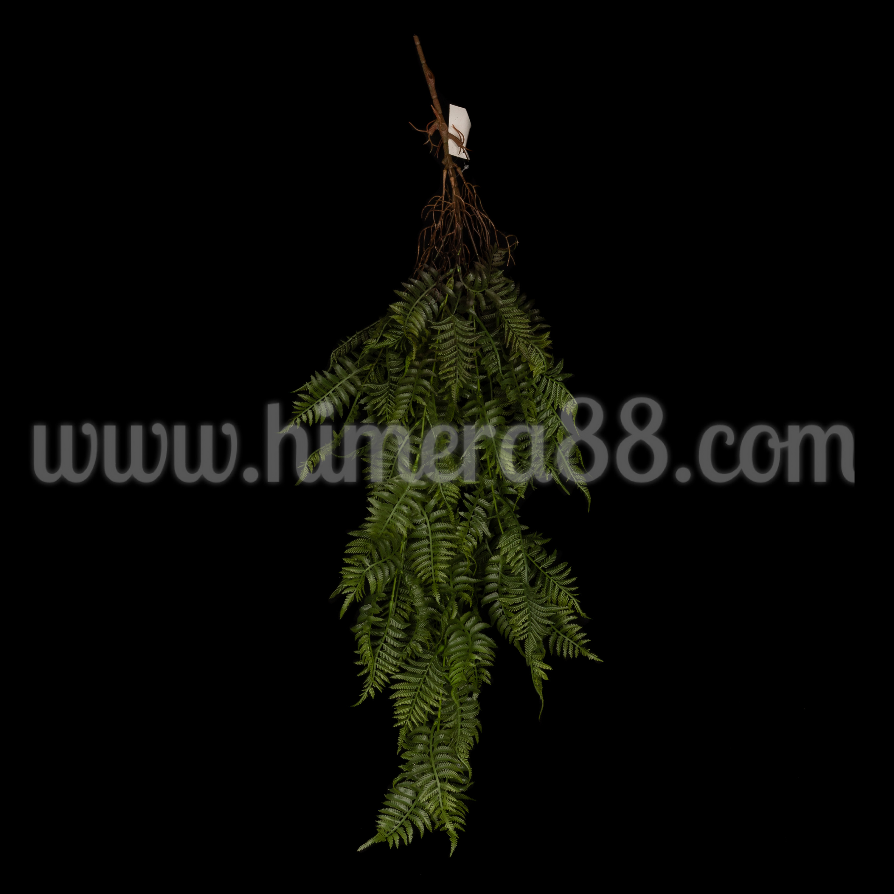 Висяща зеленина Папрат Nephrolepis 98cm - изглед 1