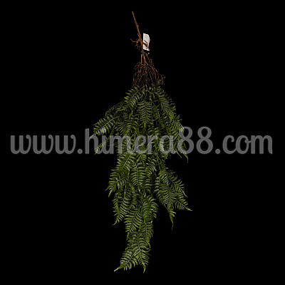 Висяща зеленина Папрат Nephrolepis 98cm