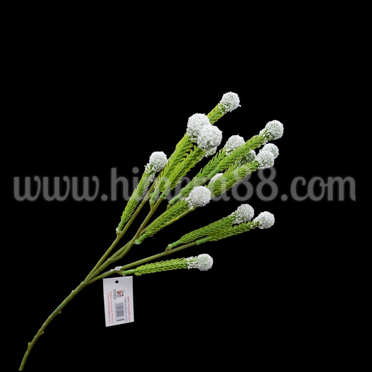 Клон едра бруния White - изглед 1