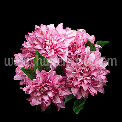 Букет Далия Артър Хамбли Cyclamen