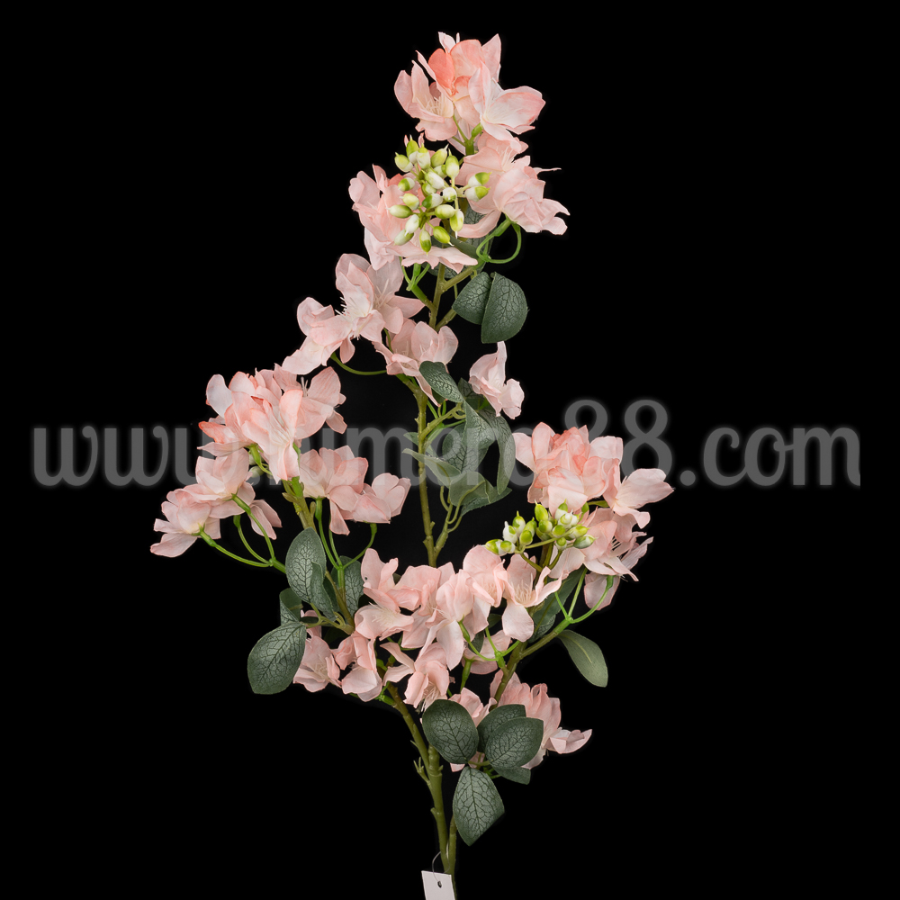 Клон цвят Рододендрон 90cm Powder - изглед 1