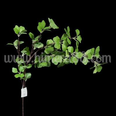 Зелен клон Spiraea chamaedryfolia