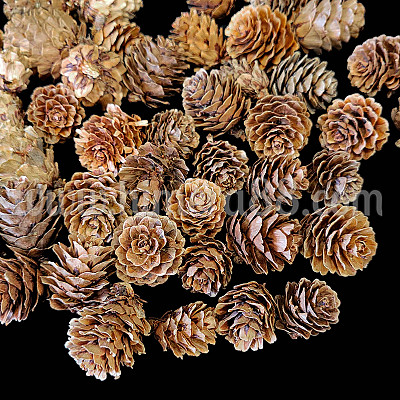 Малки шишарки NATURAL