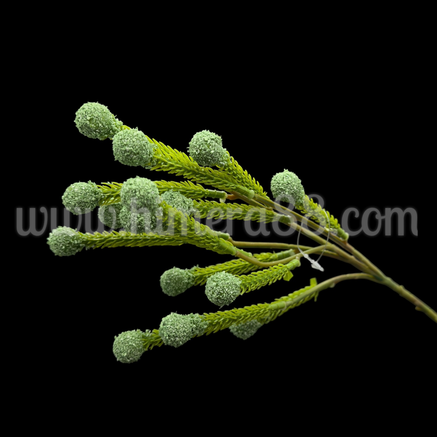 Клон едра бруния Green - изглед 1