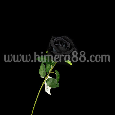Роза стрък 6.5см Black Velvet
