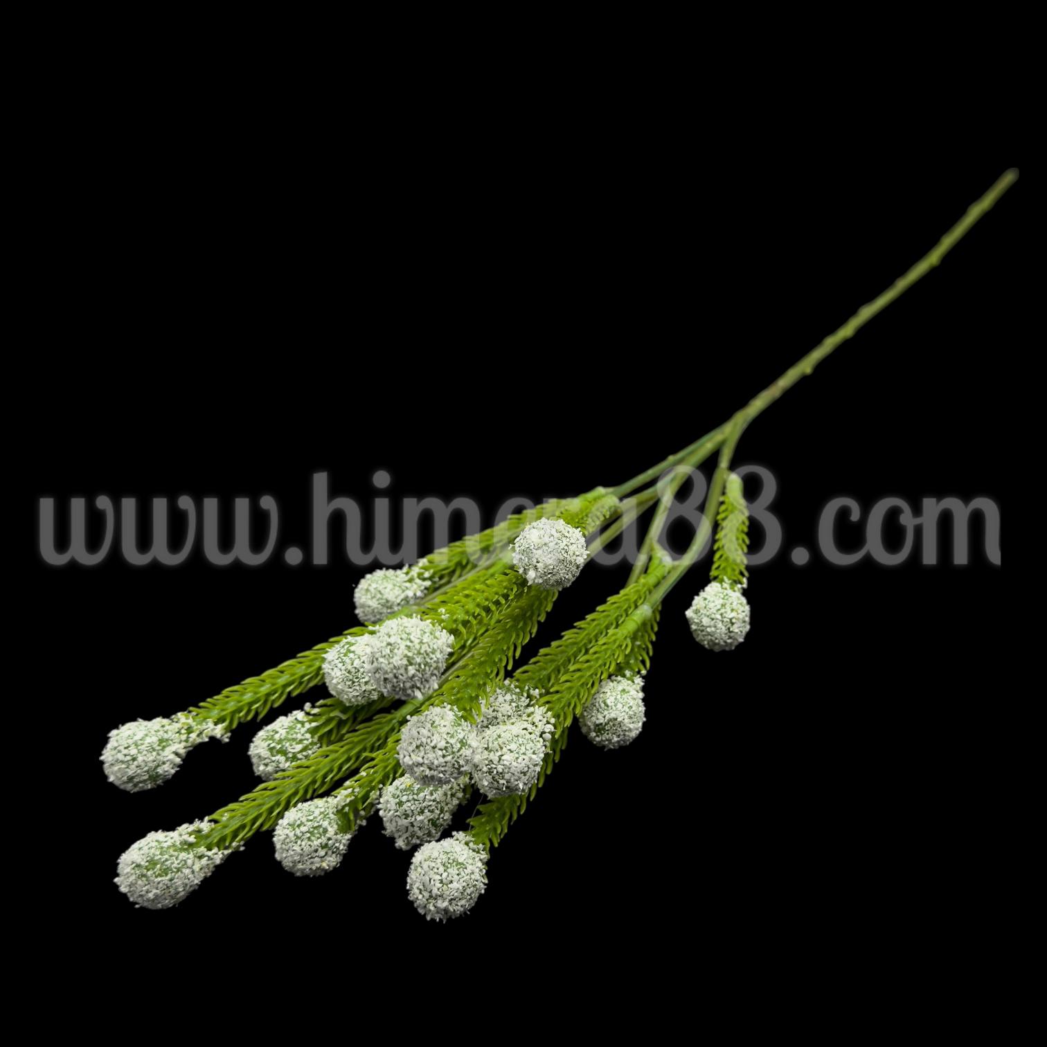 Клон едра бруния White - изглед 2