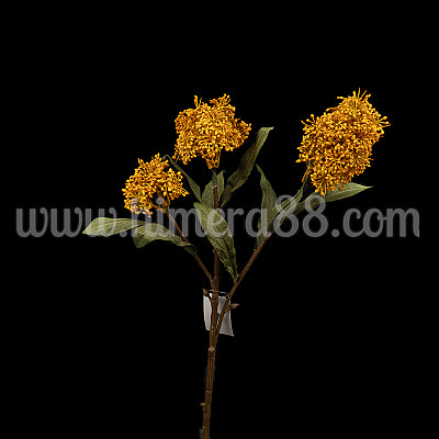 Клон цъфтеж Skimmia Rubell - Orange