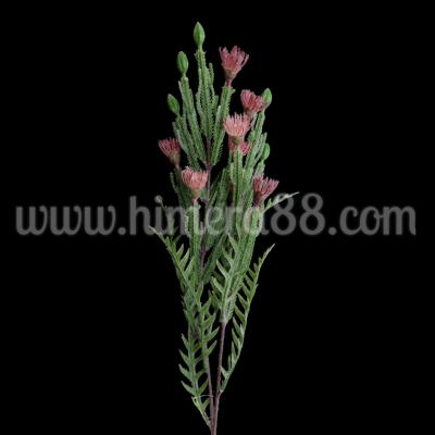 Зелена клонка с цъфтеж Petrophile imbricata Ash Rose