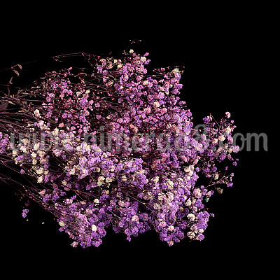 Букет сух гипсофил 120гр Purple
