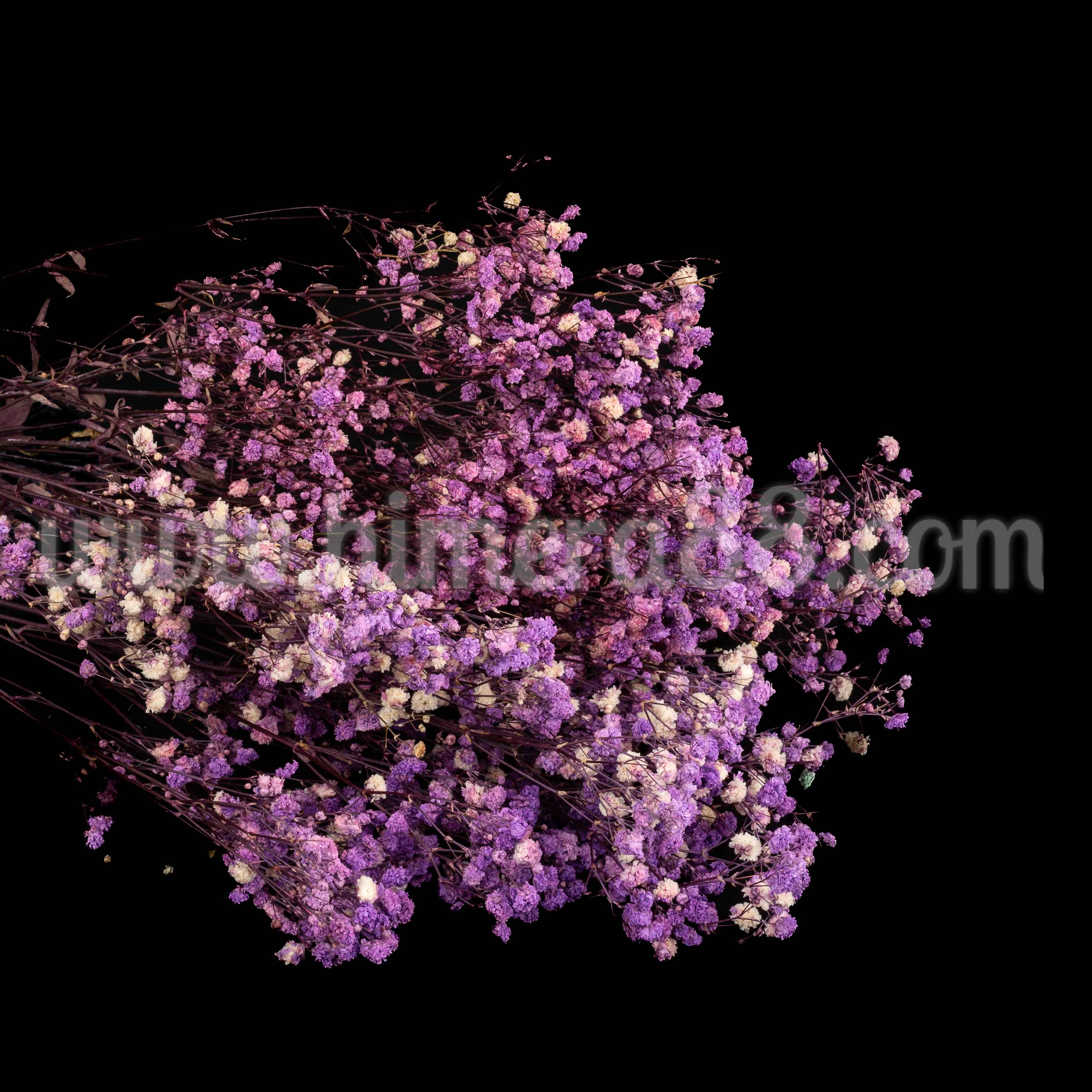 Букет сух гипсофил 120гр Purple - изглед 1