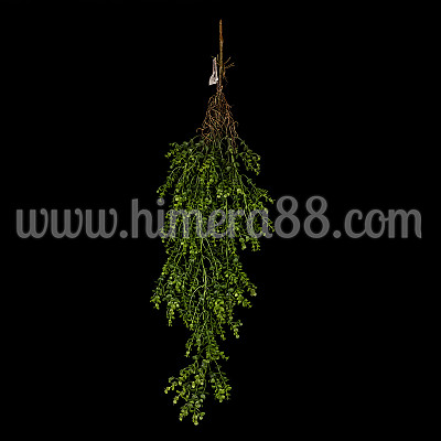 Висяща зеленина Baby Eucalyptus 96 см