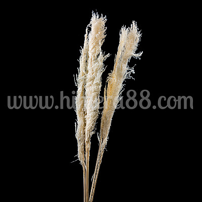 Пампаска трева 90СМ/1БР WHITE