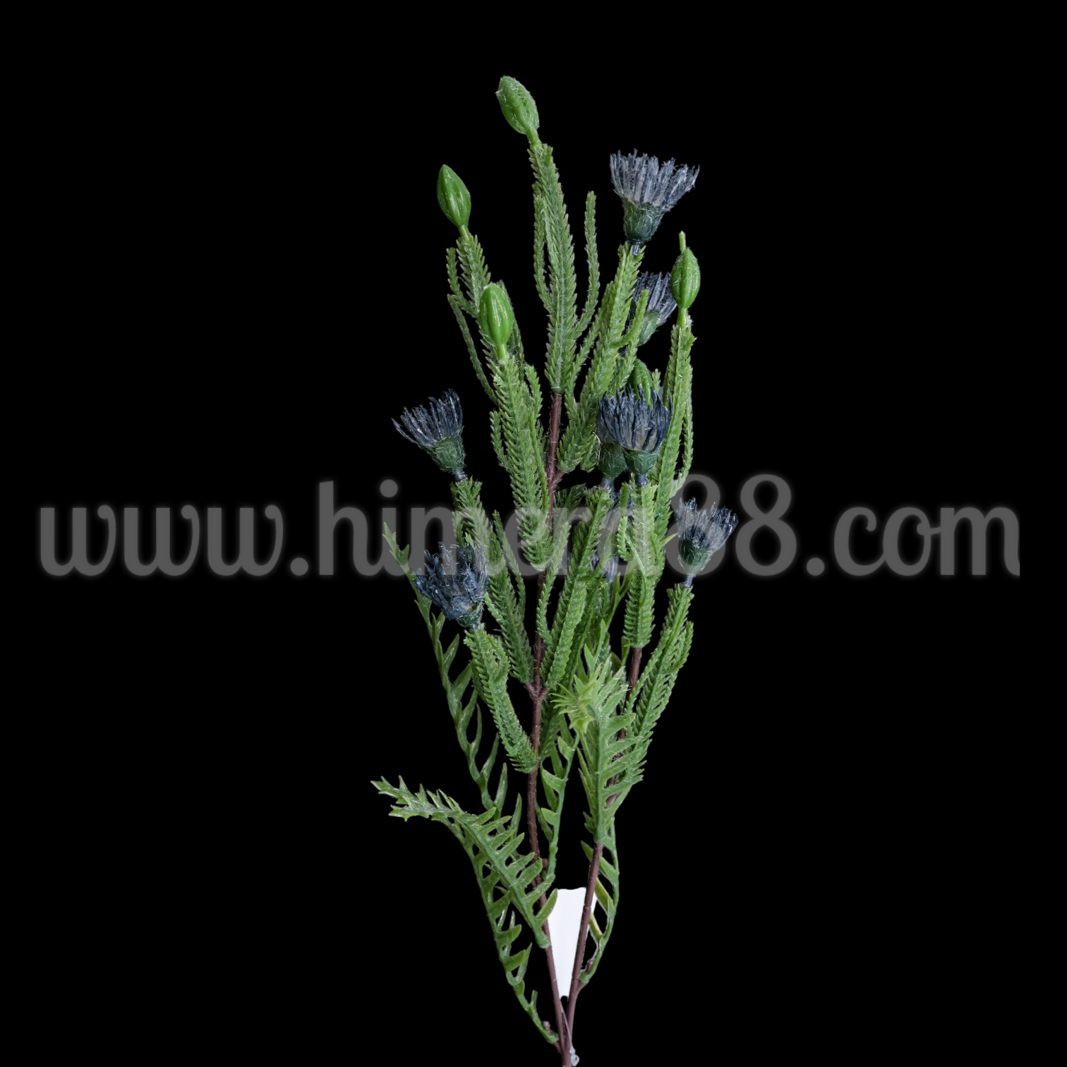 Зелена клонка с цъфтеж Petrophile imbricata Blue - изглед 2