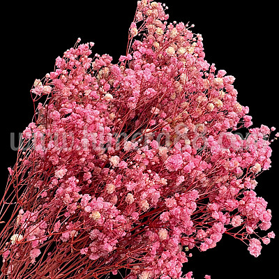 Букет сух гипсофил 120гр Baby Pink