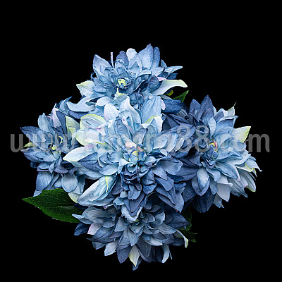 Букет Далия Артър Хамбли Blue