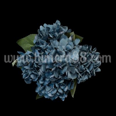 Хортензия Elegant BLUE PETROL