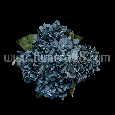 Хортензия Elegant BLUE PETROL