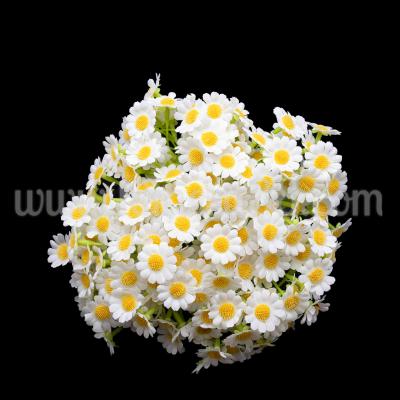 Букет маргаритa Fresh White 2.5см/7стр