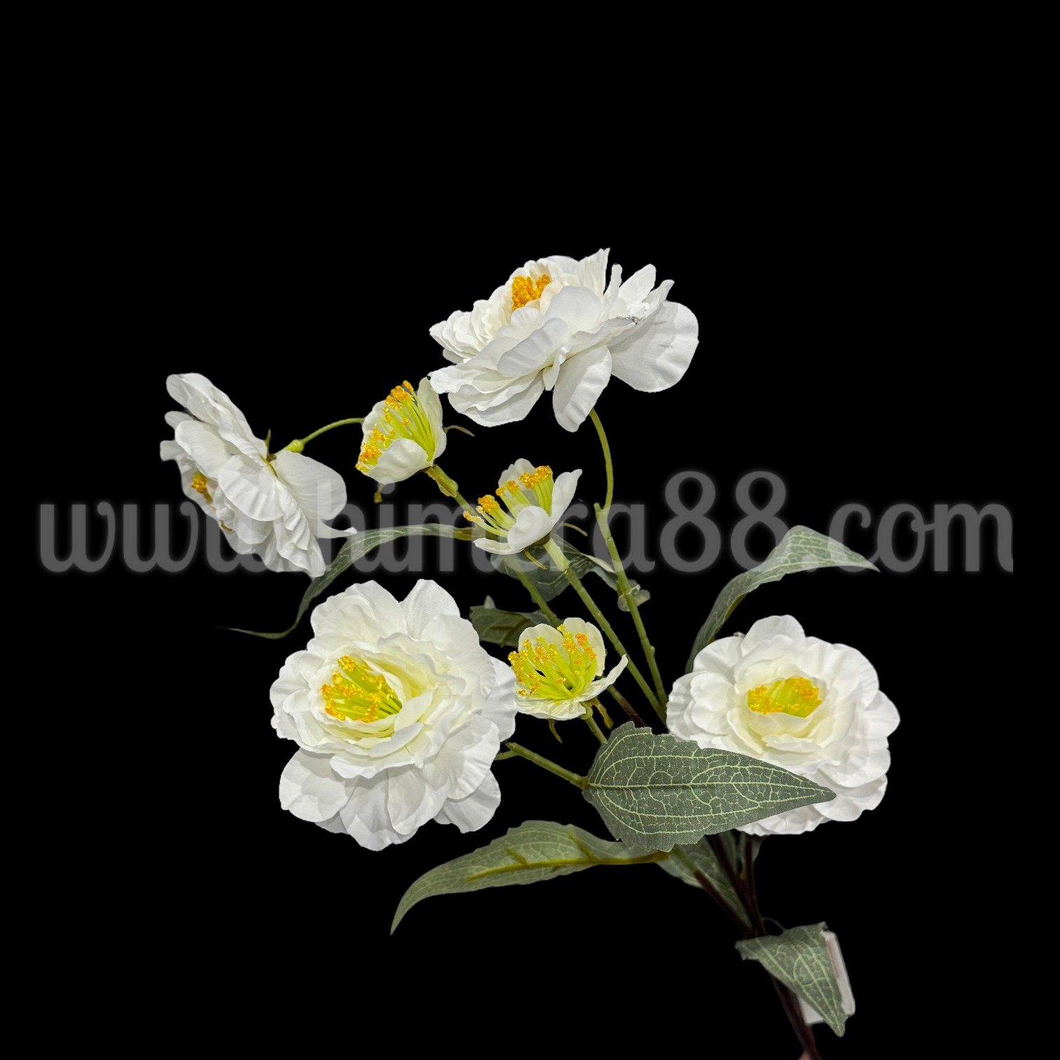Стрък Китайски Божур White - изглед 2