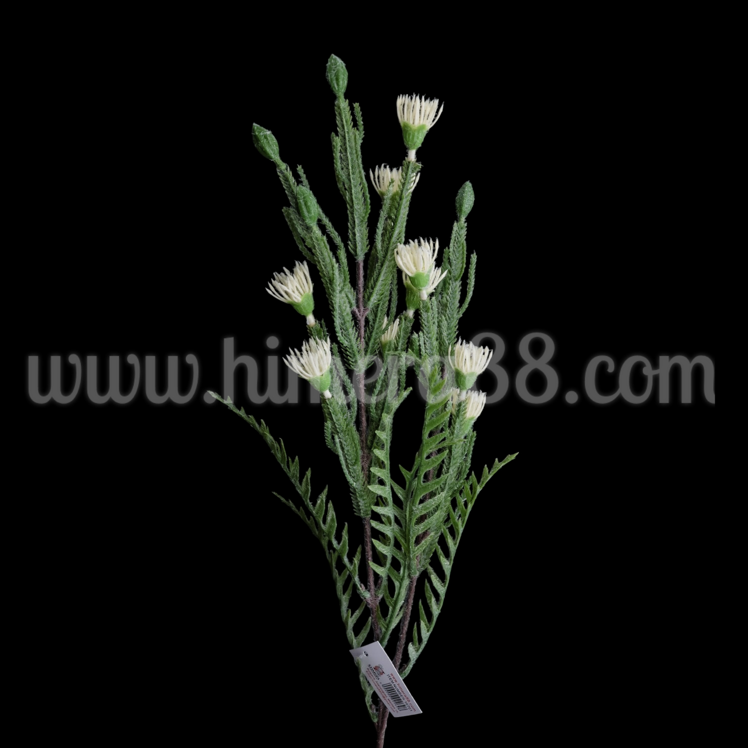 Зелена клонка с цъфтеж Petrophile imbricata White - изглед 3