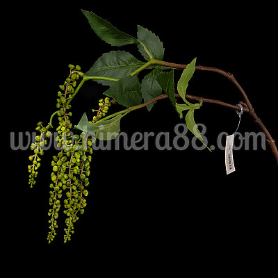 Изкуствен клон Диво грозде 70см