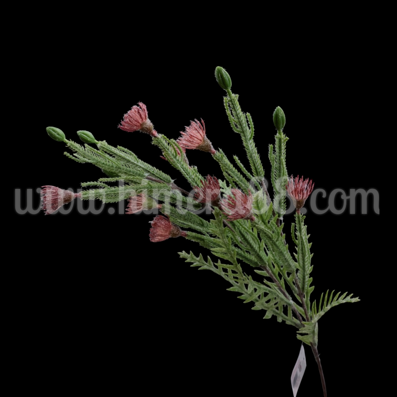Зелена клонка с цъфтеж Petrophile imbricata Ash Rose - изглед 2