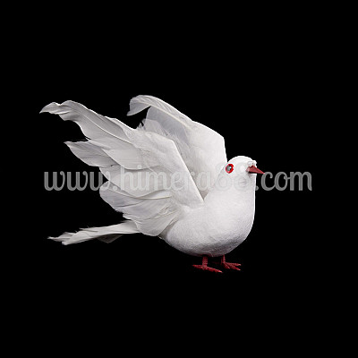 Голям гълъб 2БР