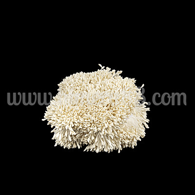 Тичинки на конец Pastel Ecru