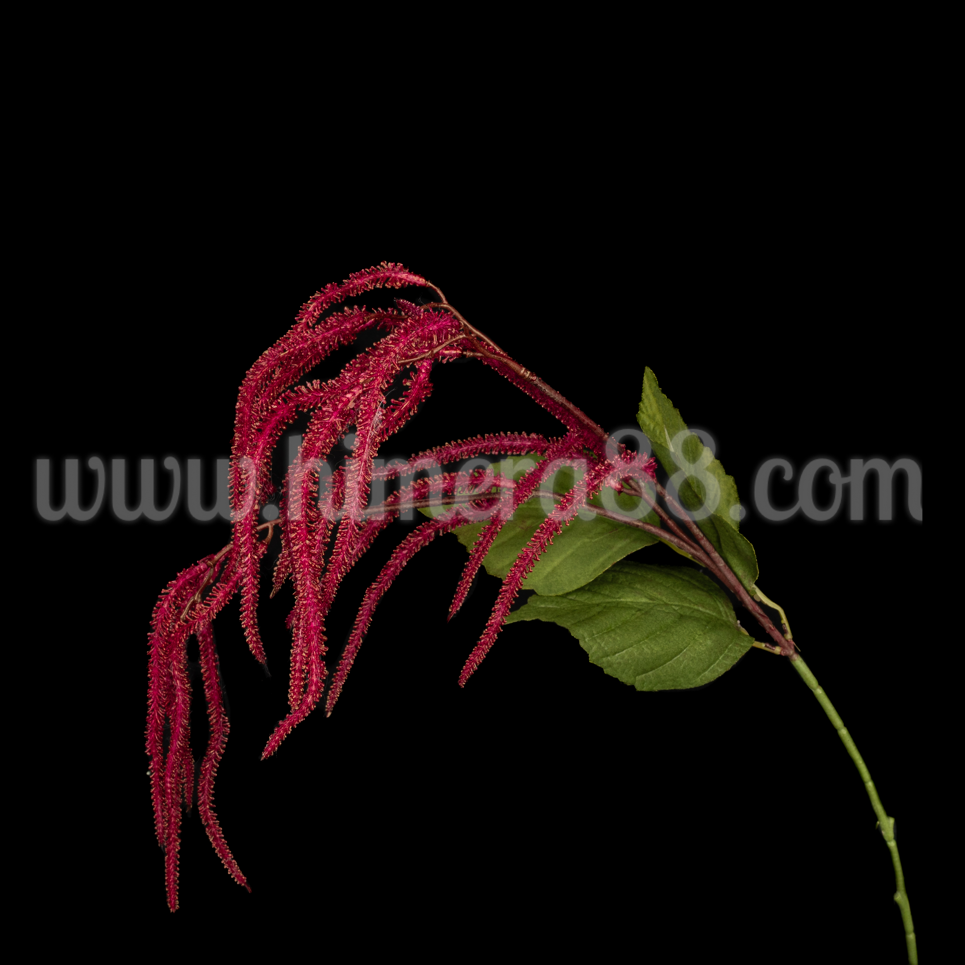 Клон щир Gold Burgundy 67cm - изглед 1