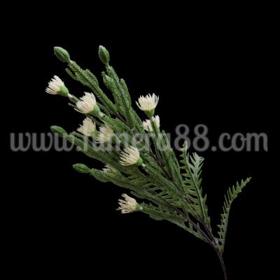 Зелена клонка с цъфтеж Petrophile imbricata White