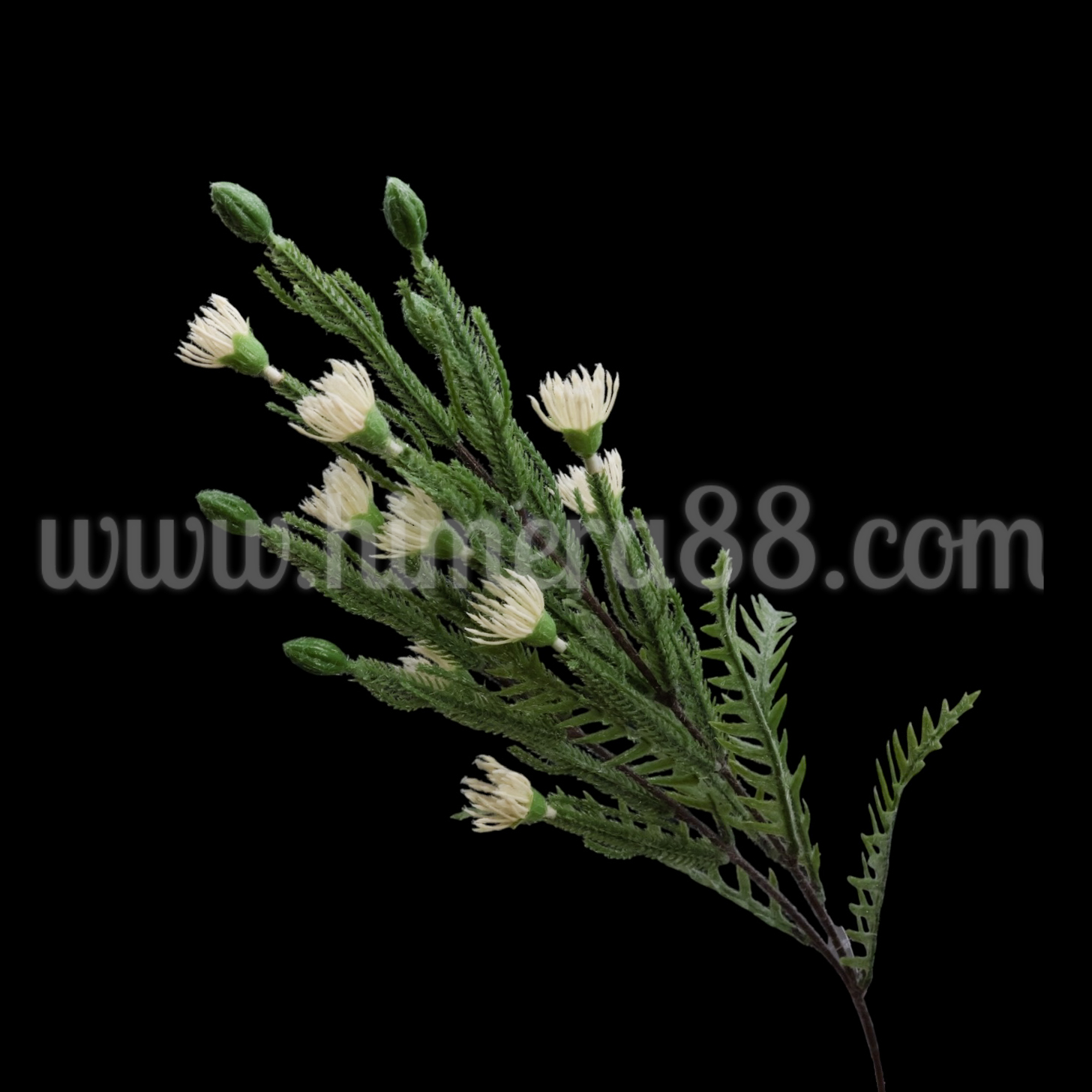 Зелена клонка с цъфтеж Petrophile imbricata White - изглед 1