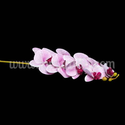 Стрък орхидея ASH ROSE