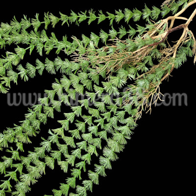 Висяща зеленина Myriophyllum 