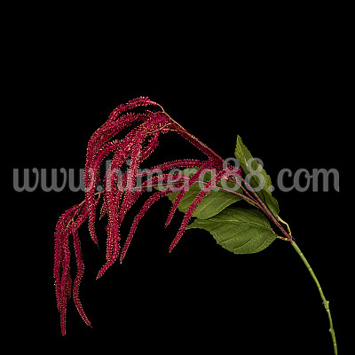 Клон щир Gold Burgundy 67cm