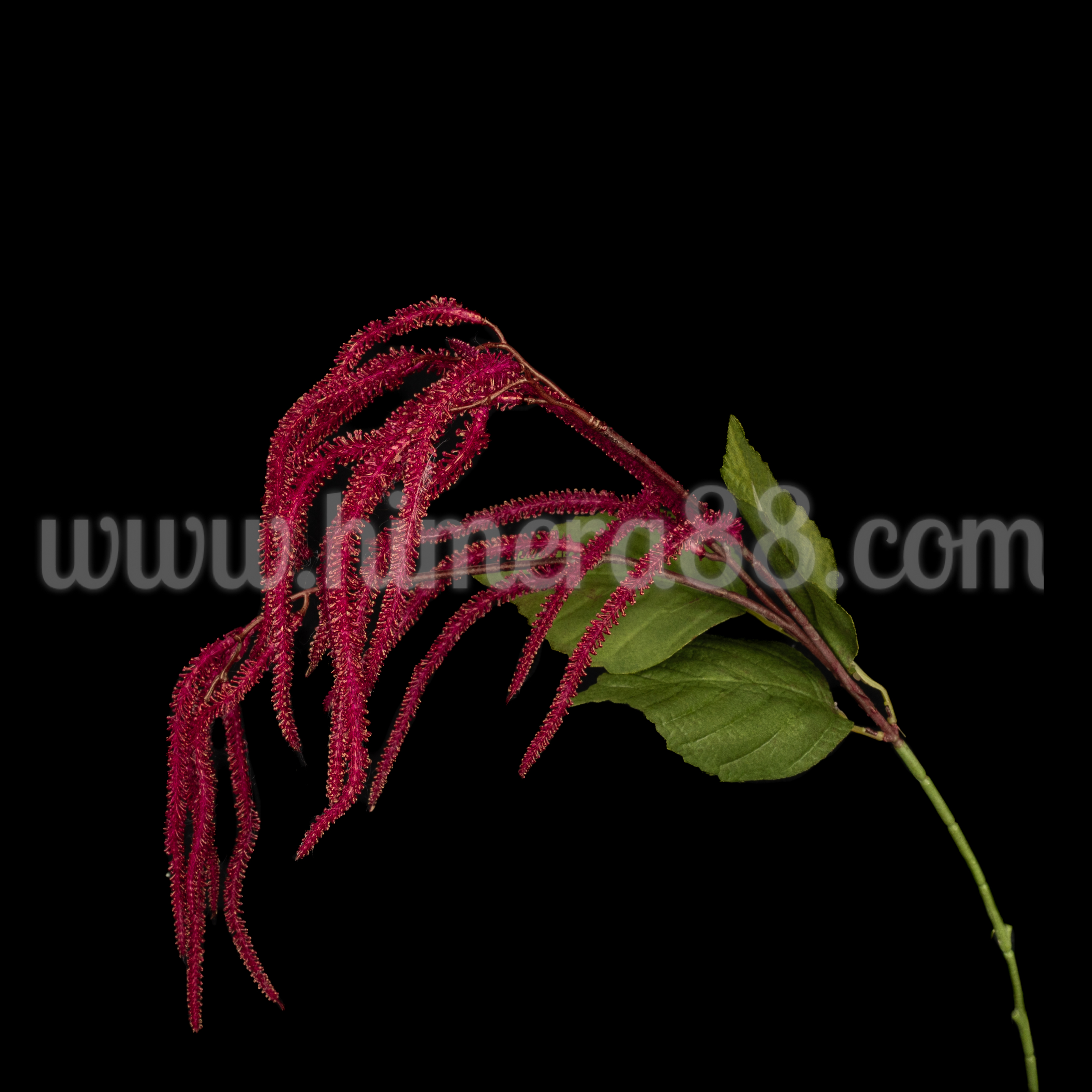 Клон щир Gold Burgundy 67cm - изглед 1