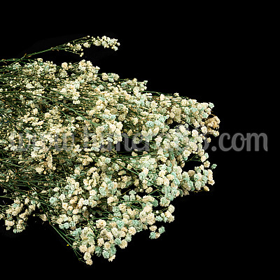 Букет сух гипсофил 120гр Mint