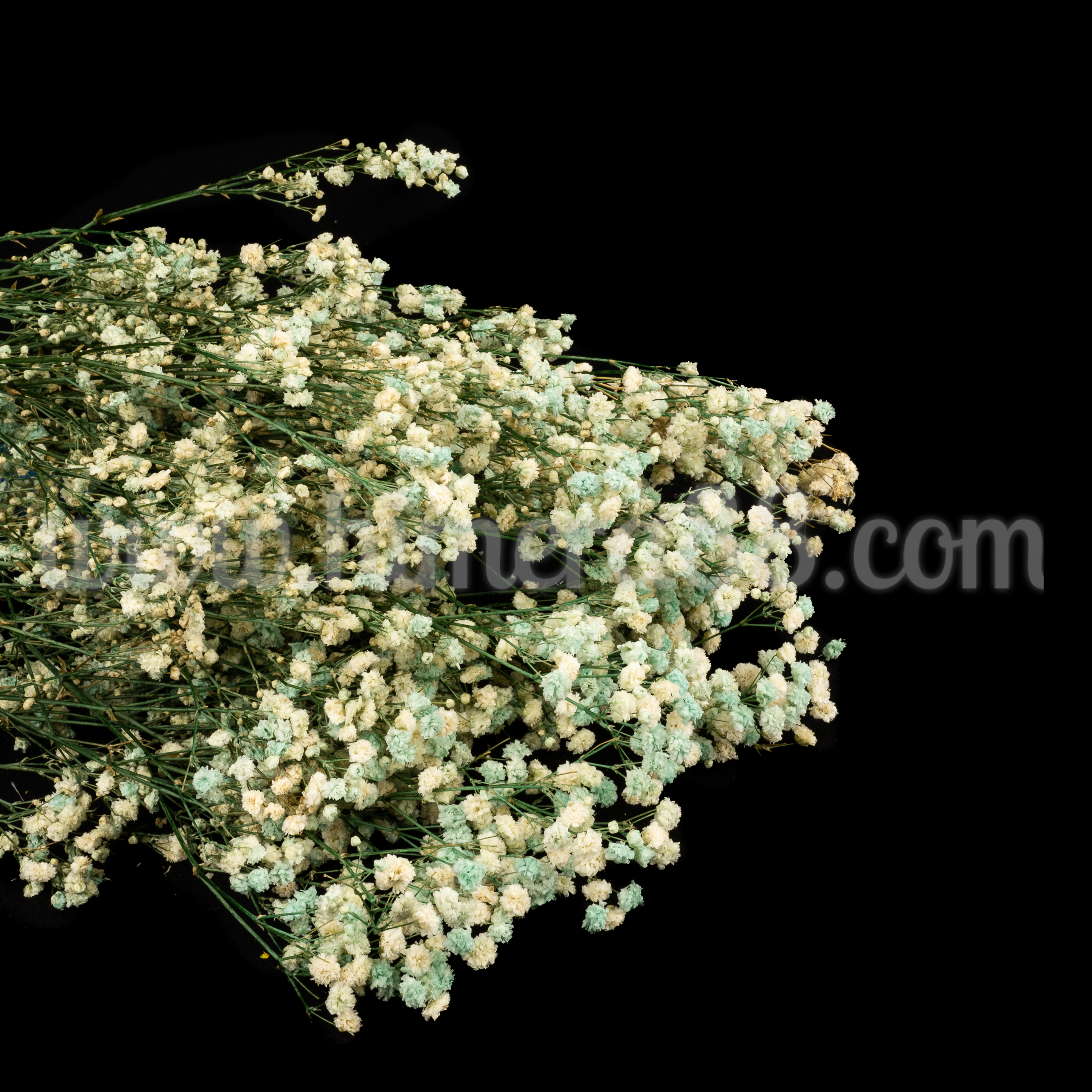 Букет сух гипсофил 120гр Mint - изглед 1