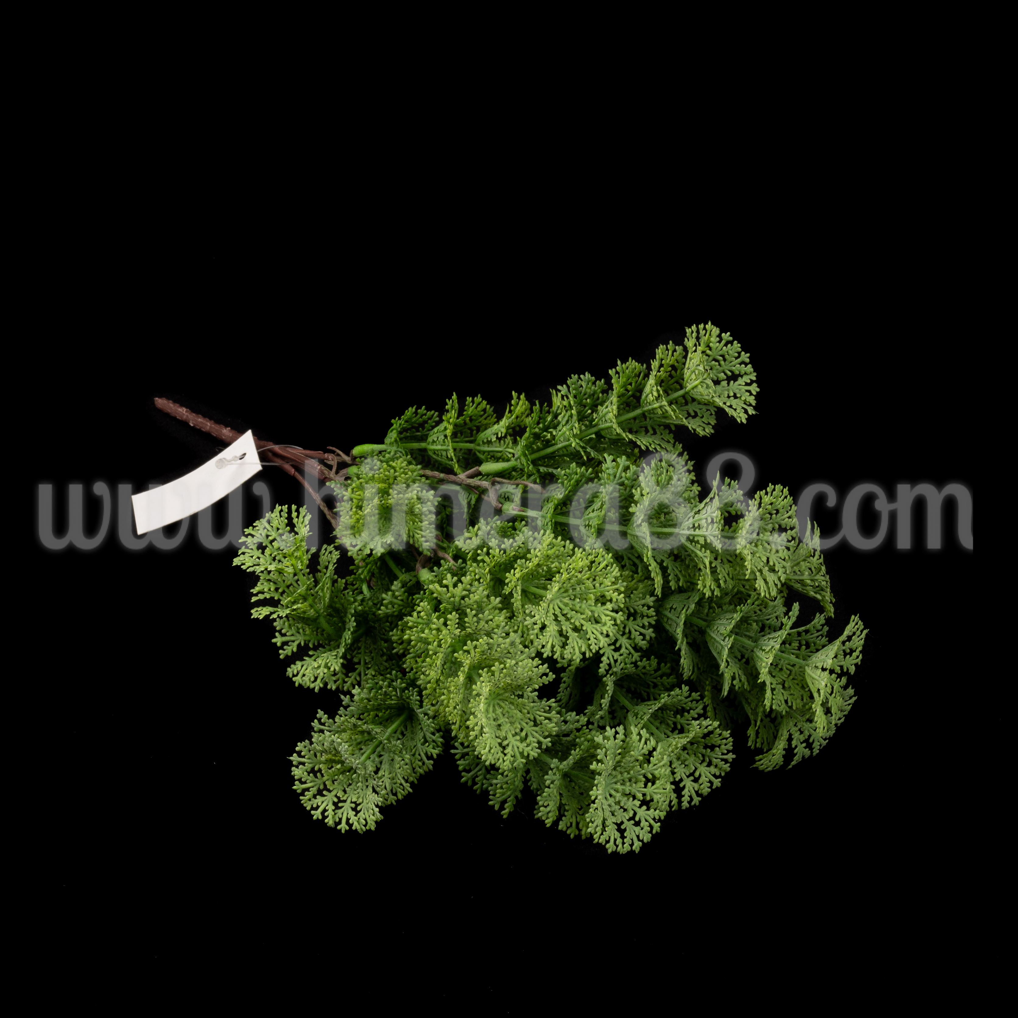 Букет зеленина водорасло Anacharis - изглед 3