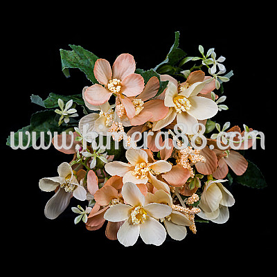 Букет Космос 6см/21бр PEACH