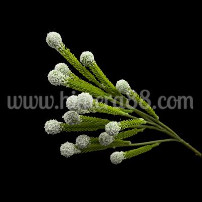 Клон едра бруния White