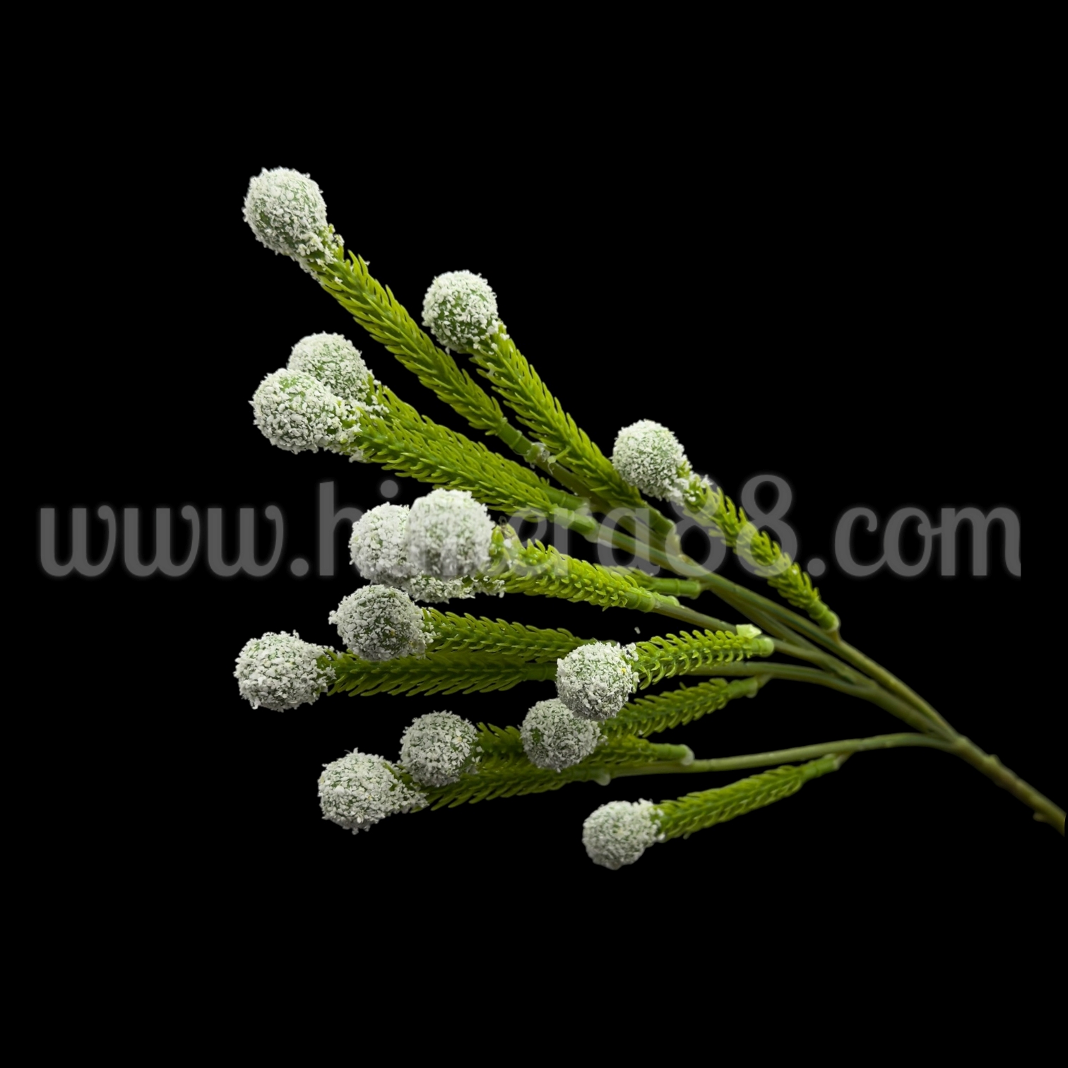 Клон едра бруния White - изглед 1