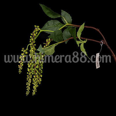 Изкуствен клон Диво грозде 70см