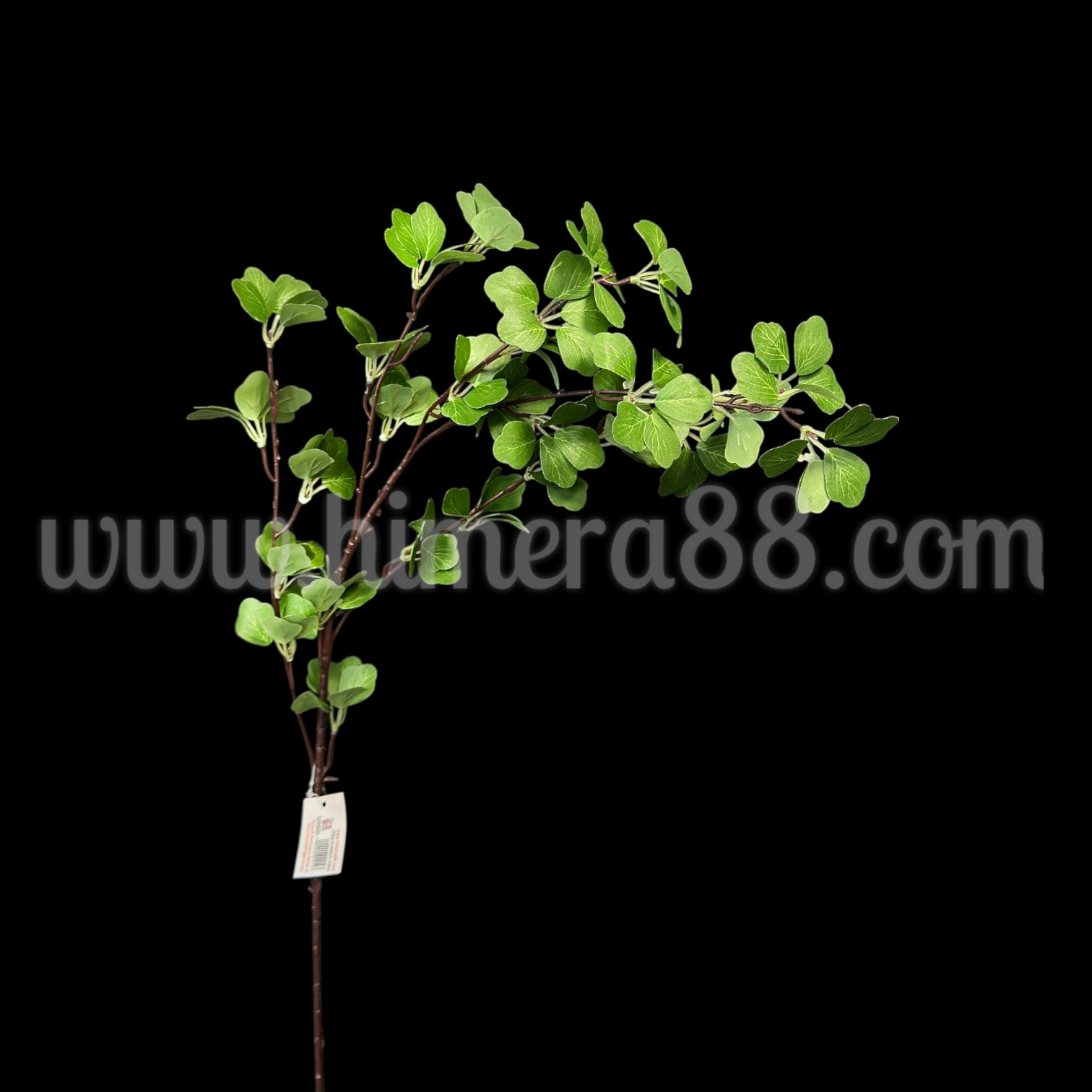 Зелен клон Spiraea chamaedryfolia - изглед 2