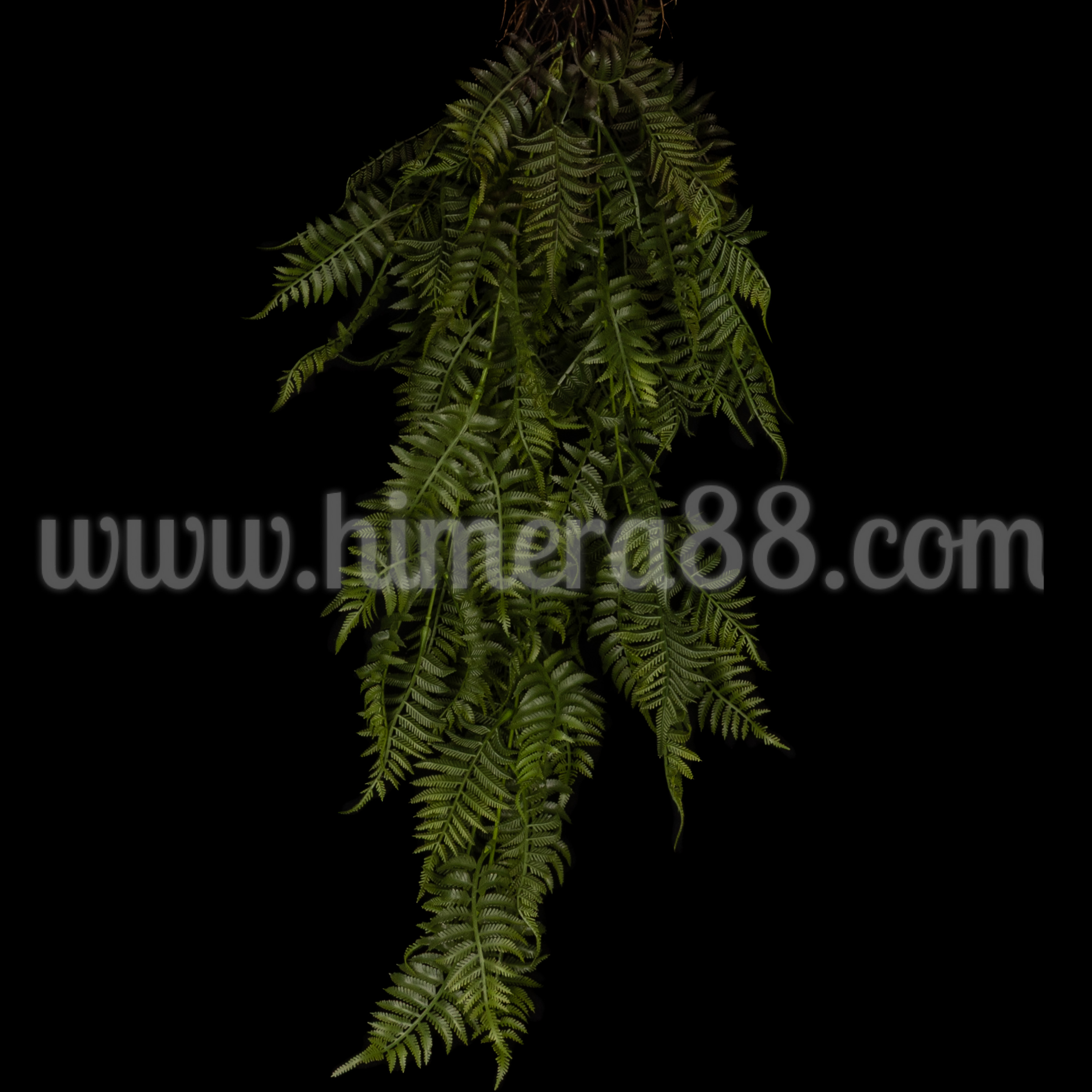 Висяща зеленина Папрат Nephrolepis 98cm - изглед 2