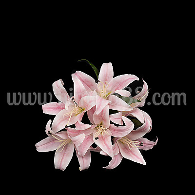 Букет изкуствен лилиум 15cm/6бр Pink