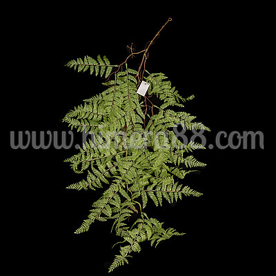 Клон пълзяща папрат 1м