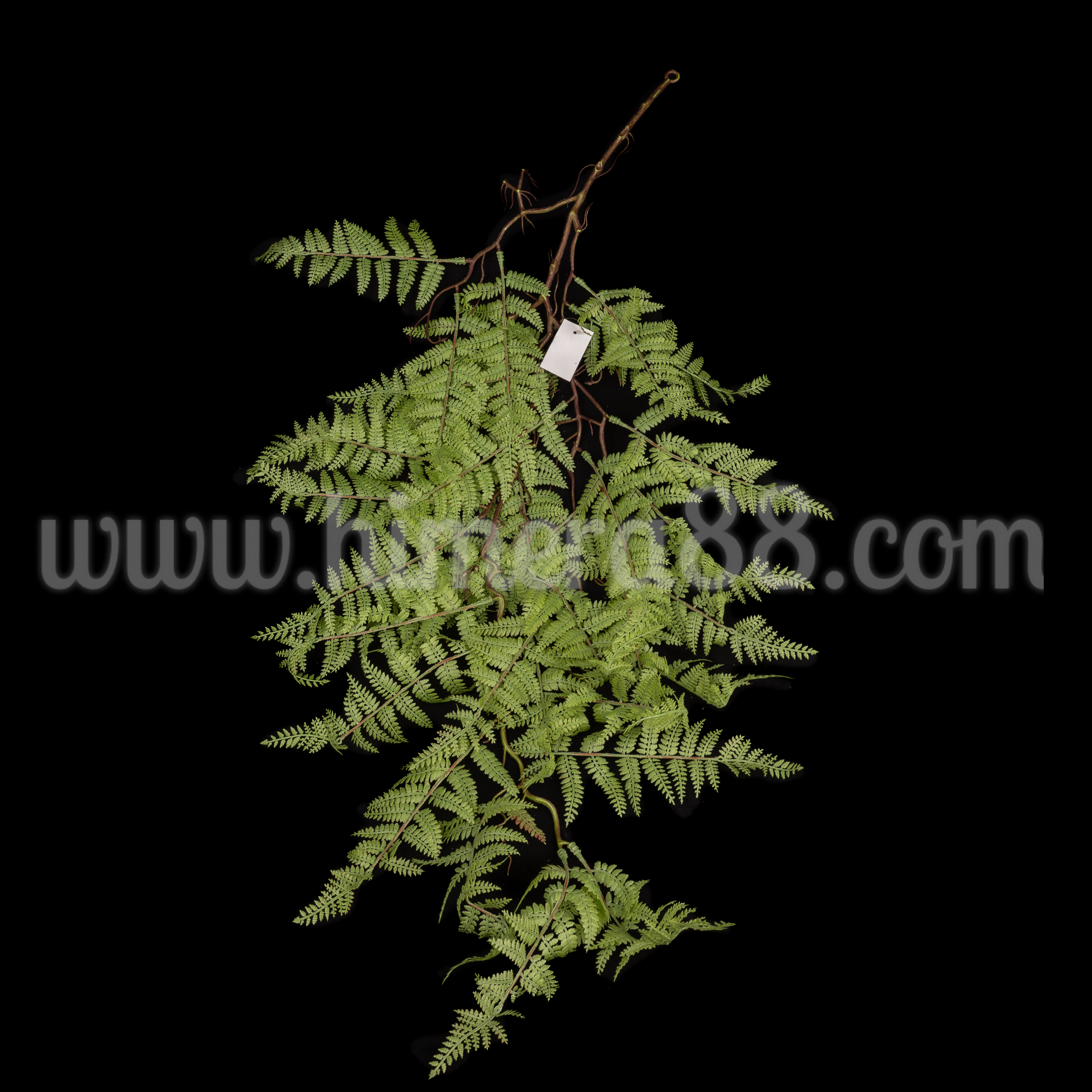 Клон пълзяща папрат 1м - изглед 1