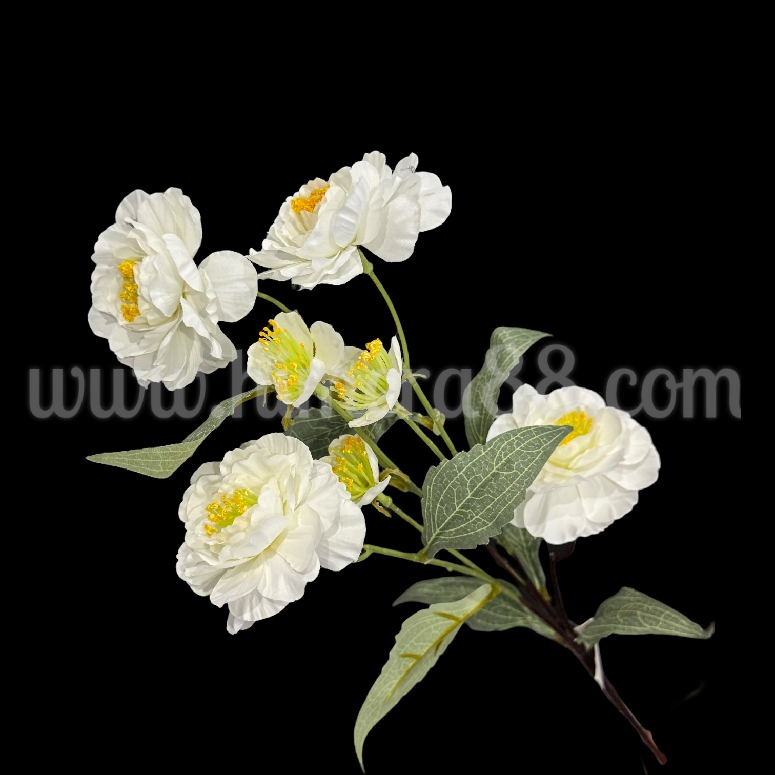 Стрък Китайски Божур White - изглед 1
